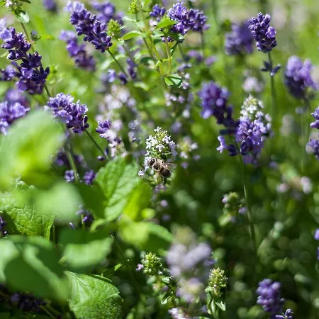 Exclusive Tassenbacherhof Apartment Strassen