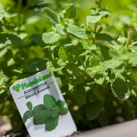 Exclusive Tassenbacherhof Apartment